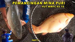 Babon Sebesar Ini Belum Bisa Bawa Pulang Mobil Di Pemancingan Mina Puri Youtube