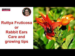 Image result for Ruttya