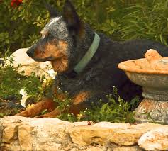 Black Australian Cattle Dog Blue Heeler Skipper The Girl Blue Heeler Taking A Break Australian Cattle Dog Blue Heeler Australian Cattle Dog Cattle Dog
