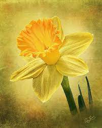 Daffodil Print Of Digital Art Daffodil Flower Tattoos Daffodils Daffodil Photography