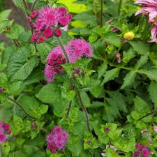 Image result for Ageratinastrum