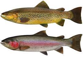 Trout And Salmon Stocked In Lake Michigan And Tributaries