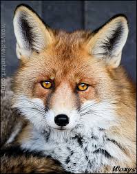 Red Fox Pet Fox Animals Cute Fox