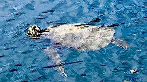 Highway Man (Mix 2 Outtake) by David Elias