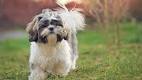 100+ Best Shih Tzu Names for Male and Female Dogs
