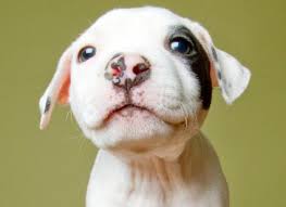 Our list will truly help you to find the perfect. 200 Great Dog Names Lovetoknow