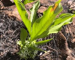 Image result for Pygmaeothamnus zeyheri