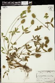 Image result for Trifolium squarrosum