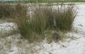Image result for Juncus kraussii