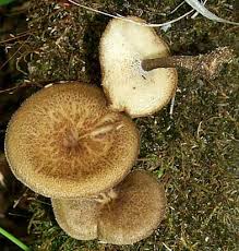 Image result for Polyporus pendulus