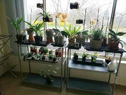 If the window is facing north east, or north west you'll east facing windows receive very good light levels and natural sources of heat without either being extreme. What Are Some Indoor Plants I Can Grow In A North Facing Room Not A Lot Of Sunlight Quora
