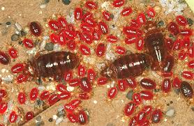 Membeli perabot lama yang sudah dijangkiti pepijat. Di Mana Bed Bugs Hidup Dan Berapa Lama Mereka Boleh Hidup Tanpa Makanan