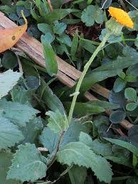 Image result for Crassocephalum vitellinum