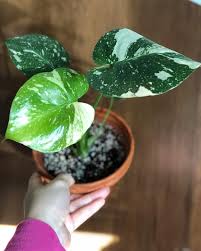 We did not find results for: The Variegation On Our Baby Monstera Thai Constellation Is Giving Me Life I M Loving The White Splashes Monstera Plant Care Plants Monstera Thai Constellation