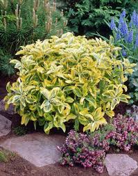 Top 10 Plants For Successful Underplanting Woodland Plants Plants Garden Shrubs