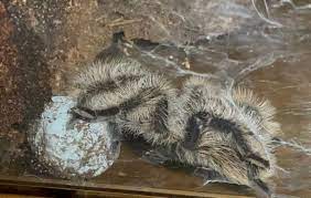 Woman Breaks Open Tarantula Egg Sac Containing Dozens of Spiderlings
