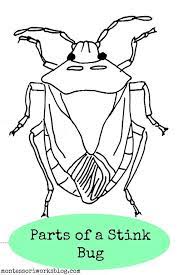 Color in this picture of a stink bug and others with our library of online coloring pages. 92 Insects Ideas Insects Insects Theme Insect Unit