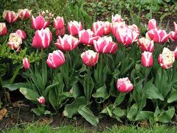 Blumenzwiebeln Richtig Pflanzen Blumenzwiebeln Pflanzen Blumenzwiebeln Tulpen Pflanzen