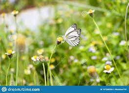 We Are All Butterflies Earth Is Our Chrysalis Stock Photo Image Of Plant Bloom 157268296