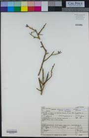 Image result for Allocassine laurifolia