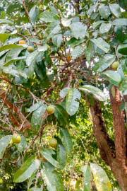 Image result for Maytenus undata