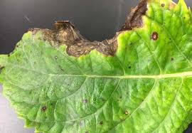 Read on to learn about the different hydrangea diseases and how to control them. Https Www Tnstate Edu Extension Documents Foliar 20diseases 20of 20hydrangea 20fbg 20022916 20g1 Pdf