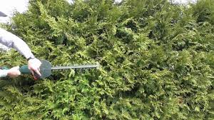 Wenn du zu radikal schneidest, kann es. Thuja Hecke Lebensbaum Konifere Richtig Schneiden Anleitung Tutorial Youtube