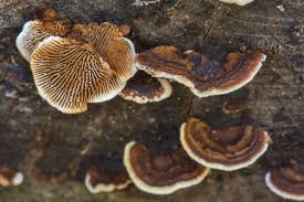 Image result for Cyphia mazoensis
