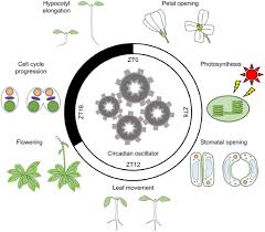 Regardless of whether it happens in the cells of algae clinging the cell cycle is the repeating rhythm of cell growth and division. Circadian Clock During Plant Development Springerlink