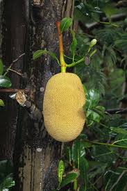 Image result for Artocarpus heterophyllus