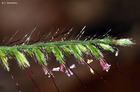 Image result for Oplismenus compositus