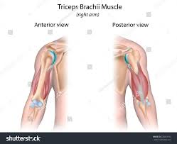 Muscle diagram black man male body names. Triceps Brachii Muscle Unlabeled Royalty Free Stock Photo 228843193 Avopix Com