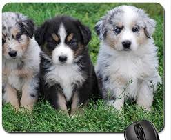 Mini australian shepherd puppies for sale. Amazon Com Australian Shepherd Puppies Mouse Pad Mousepad Dogs Mouse Pad Clothing