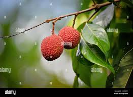 Image result for Sapindaceae