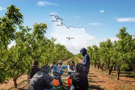 Having your own transport will give you more opportunities to find seasonal work than not having any. Fruits Of Their Labour Investigation Into Exploitation Of Migrant Fruit Picking Workers In Australia