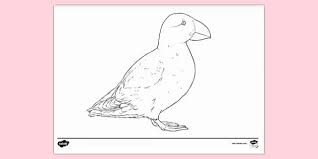 Puffin on a rock 2. Free Puffin Colouring Sheet Colouring Sheets