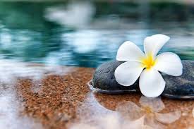 Plumeria Flower Meaning Flower Meaning In 2020 Flower Meanings Plumeria Flowers Plumeria
