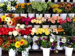 Jasmine is particularly popular in many asian countries. Ten Most Popular Beautiful Flowers In The World What Is Your Favorite Flower Color