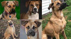 This type of mix is known to have health issues, and while they're a beautiful and wildly intelligent, they require plenty of attention and early socialization is key. German Shepherd Boxer Mix Must Know Facts About The Upcoming Crossbreed Dog Petvr Com