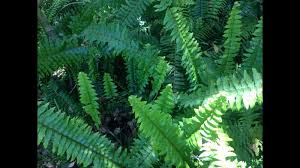 Image result for ledviník