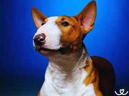 Image result for bulteriér