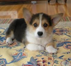 This process is explained comprehensively in our breeder pledge promise. Noble Hearts Pembroke Welsh Corgi Breeder Puppies For Sale Puppies Corgi Dog Welsh Corgi Puppies