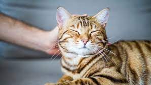 Are Bengal Cats Hypoallergenic My British Shorthair