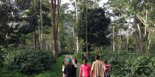 Resultado de imagen para imagenes de cafe santandereano