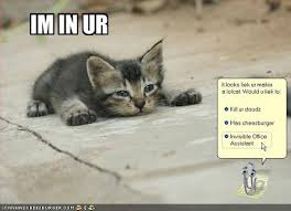 Image result for lolcats
