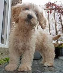 Check spelling or type a new query. Cockapoos The Cutest Dog In The World Pethelpful