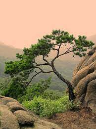 672 x 480 png 730 кб. Pin On Bonsai Great Art Or Tortured Trees