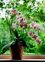 İç mekan çiçekleri seçerken önce istediğiniz bitkinin özelliklerini belirlemeniz gerekiyor. Salon Bitkileri Nelerdir En Populer 28 Ic Mekan Bitkisi Evim