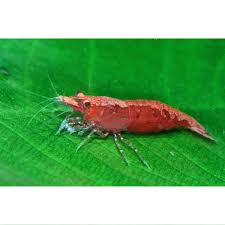 Can shrimp die from molting? Cherry Shrimp For Sale 0 5 1 S Order Online Petco