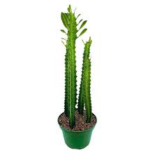 Image result for Euphorbia tholicola